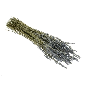 Lavendel, blau - großer Strauß ~150 Stk. - Trockenblumen