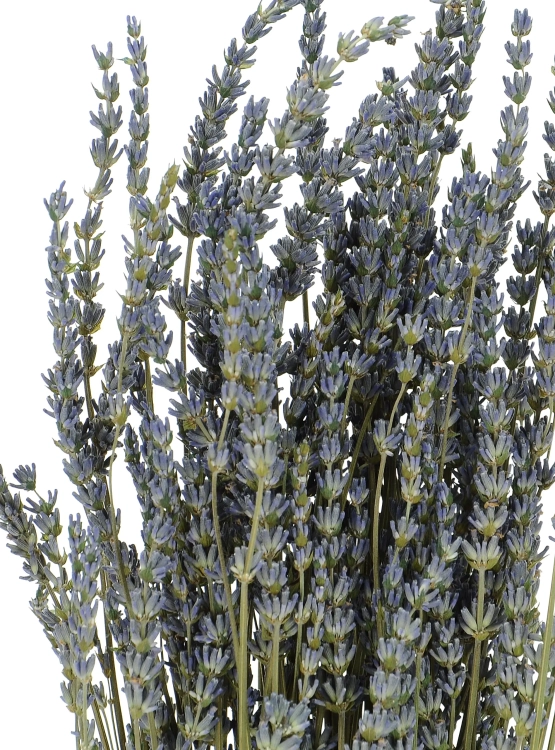 Dried blue lavender - bouquet ~150 pcs.