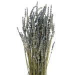 Dried blue lavender - bouquet ~150 pcs