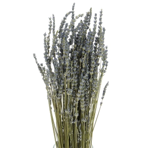 Dried blue lavender - bouquet ~150 pcs.