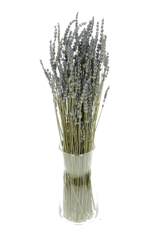 Lavendel, blau - großer Strauß ~150 Stk. - Trockenblumen
