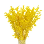 Dried yellow Avena - bunch ~50 stems