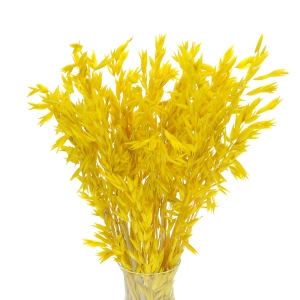 Dried yellow Avena - bunch ~50 stems