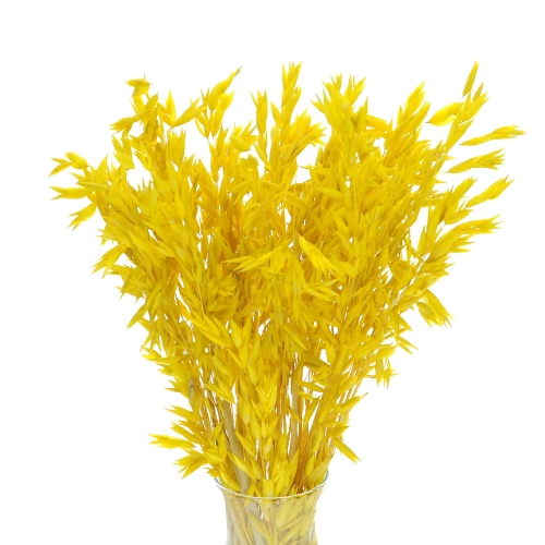 Dried yellow Avena - bunch ~50 stems