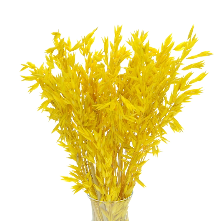 Dried yellow Avena - bunch ~50 stems