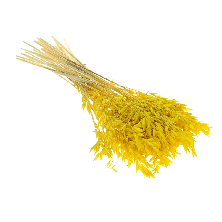 Dried yellow Avena - bunch ~50 stems