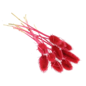 Dried red thistle - dipsacus ~10 pcs.