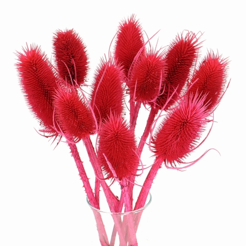 Distel, rot - Strauß ~10 Stk. - Trockenblumen