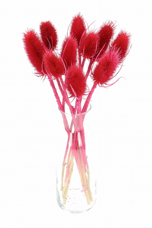 Dried red thistle - dipsacus ~10 pcs.