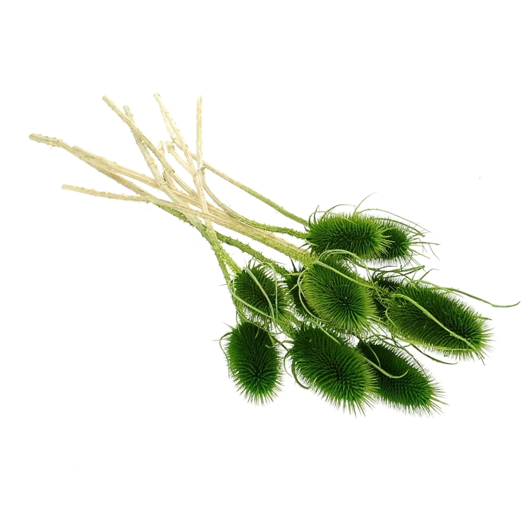 Dried green thistle - dipsacus ~10 pcs.