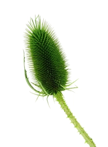 Dried green thistle - dipsacus ~10 pcs.