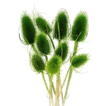 Dried green thistle - dipsacus ~10 pcs