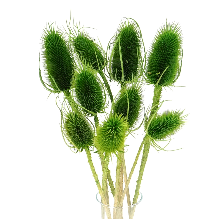 Dried green thistle - dipsacus ~10 pcs.