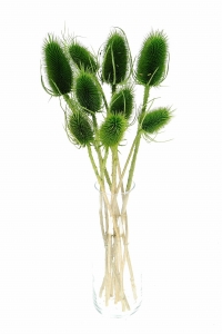 Dried green thistle - dipsacus ~10 pcs.