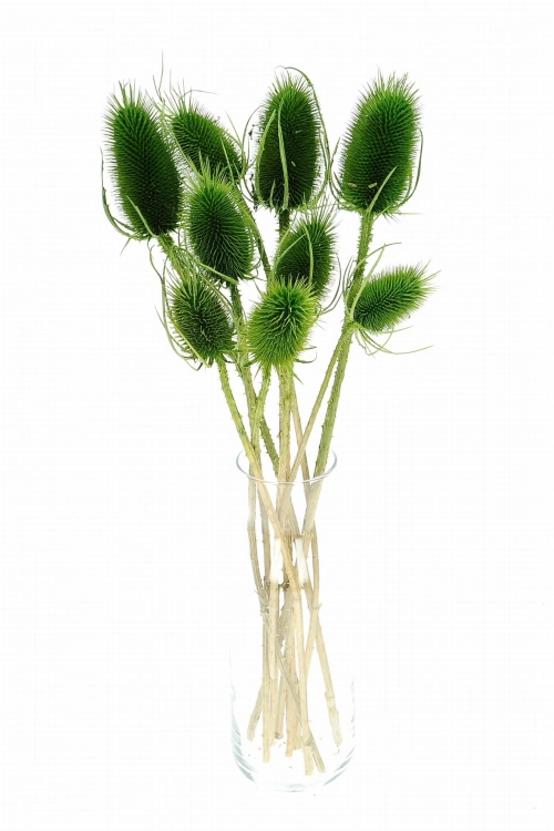 Dried green thistle - dipsacus ~10 pcs.