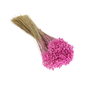Dried pink Glixia - bunch ~350 stems - dried flowers