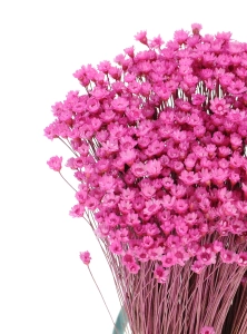 Dried pink Glixia - bunch ~350 stems - dried flowers