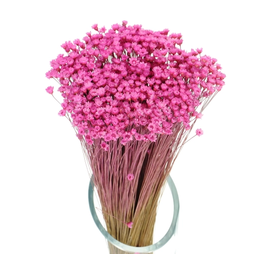 Dried pink Glixia - bunch ~350 stems - dried flowers