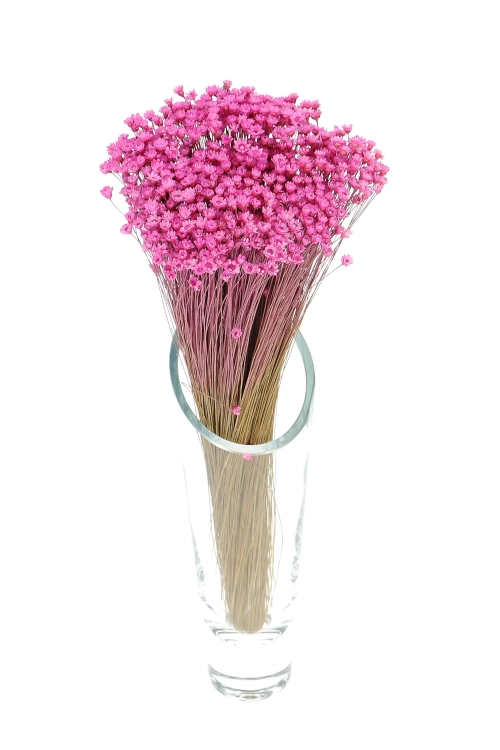Dried pink Glixia - bunch ~350 stems - dried flowers