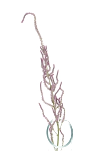 Dried Russian Statice - bunch - dried flowers