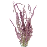 Dried Russian Statice - bunch - dried flowers