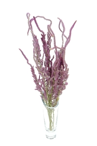 Dried Russian Statice - bunch - dried flowers