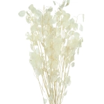 Dried pearly lunaria - annual honesty - bouquet