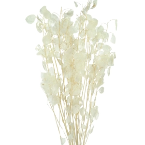 Dried pearly lunaria - annual honesty - bouquet