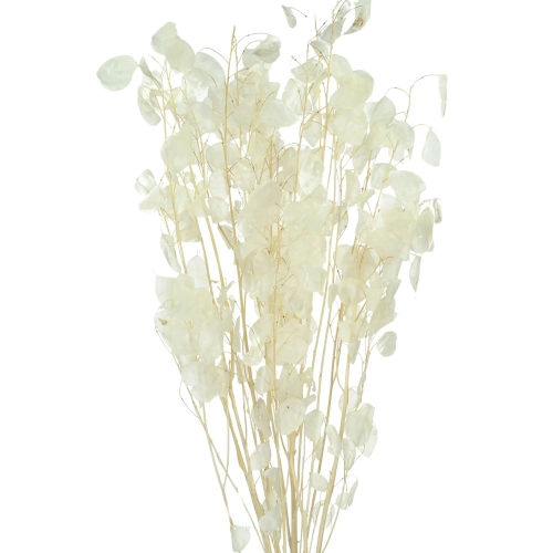Dried pearly lunaria - annual honesty - bouquet