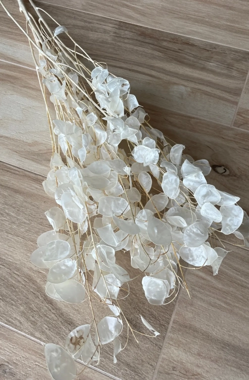 Dried pearly lunaria - annual honesty - bouquet