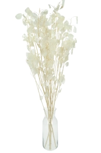 Dried pearly lunaria - annual honesty - bouquet