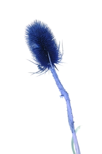 Dried blue thistle - dipsacus ~10 pcs.