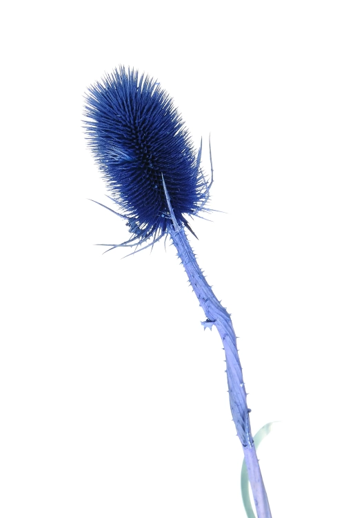 Distel, blau - Strauß ~10 Stk. - Trockenblumen