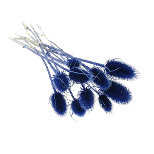 Dried blue thistle - dipsacus ~10 pcs.