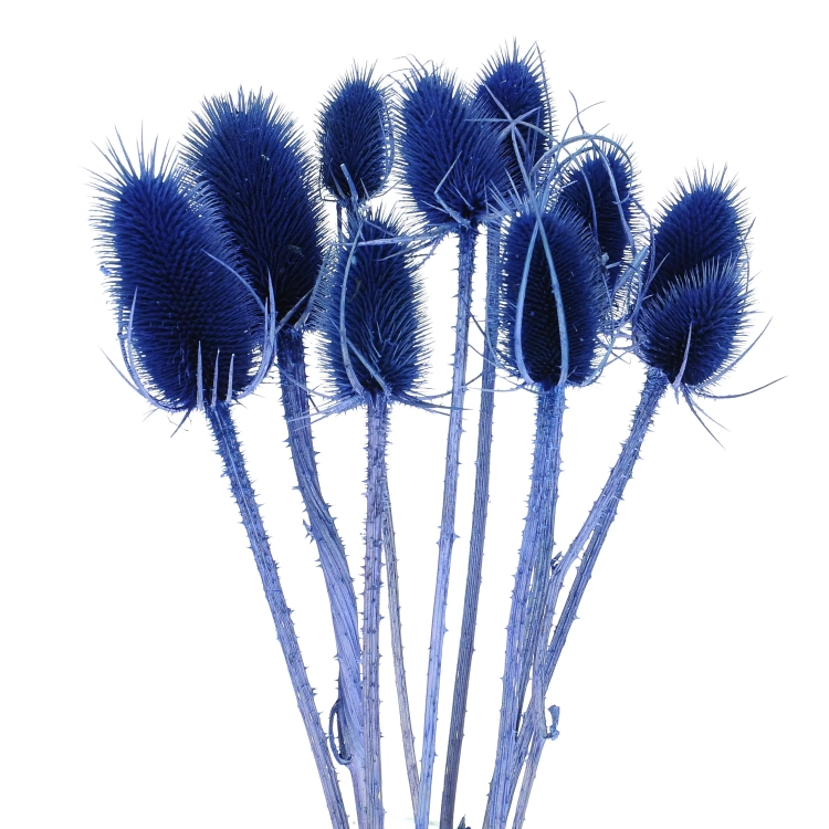 Dried blue thistle - dipsacus ~10 pcs.
