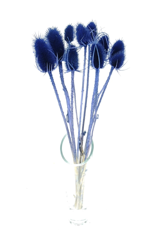 Distel, blau - Strauß ~10 Stk. - Trockenblumen