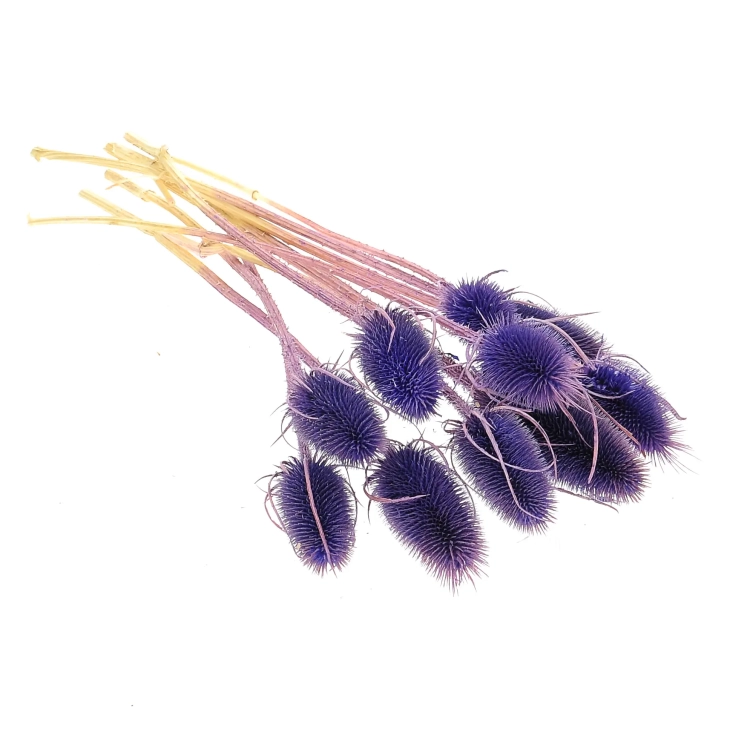 Dried purple thistle - dipsacus ~10 pcs.