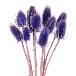 Dried purple thistle - dipsacus ~10 pcs