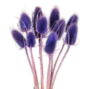 Dried purple thistle - dipsacus ~10 pcs.