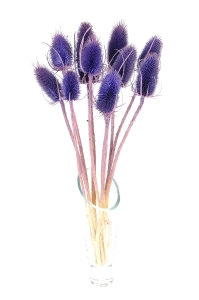 Distel, violett - Strauß ~10 Stk. - Trockenblumen