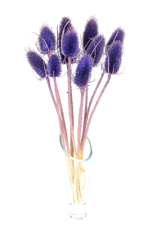 Distel, violett - Strauß ~10 Stk. - Trockenblumen