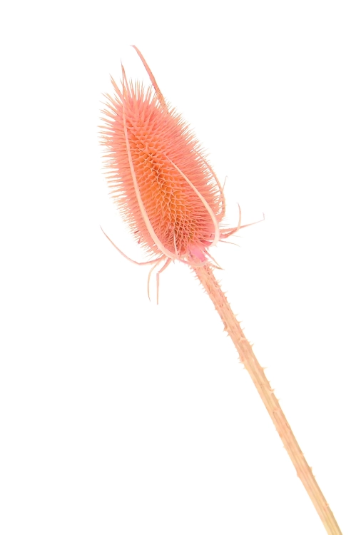 Dried pink thistle - dipsacus ~10 pcs.