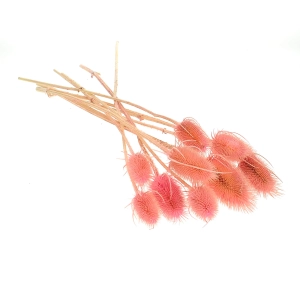 Dried pink thistle - dipsacus ~10 pcs.