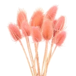 Dried pink thistle - dipsacus ~10 pcs