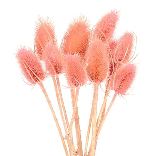 Dried pink thistle - dipsacus ~10 pcs.