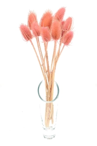 Dried pink thistle - dipsacus ~10 pcs.