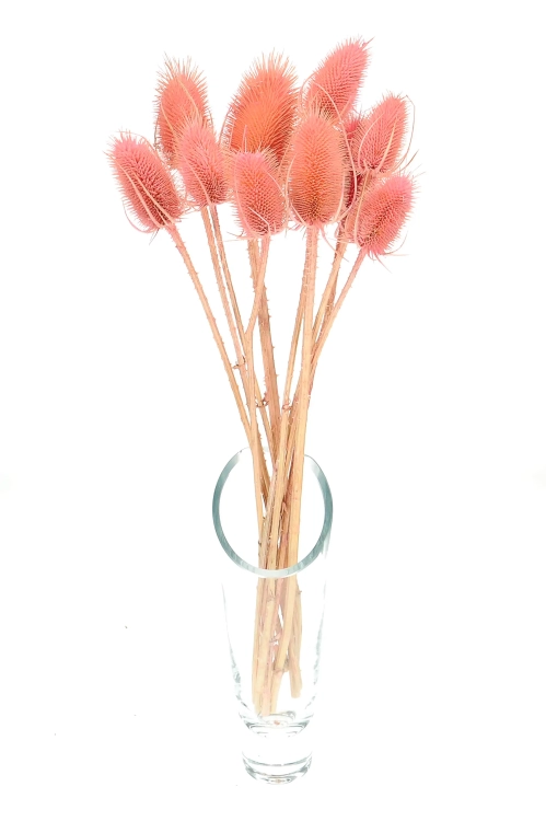 Dried pink thistle - dipsacus ~10 pcs.