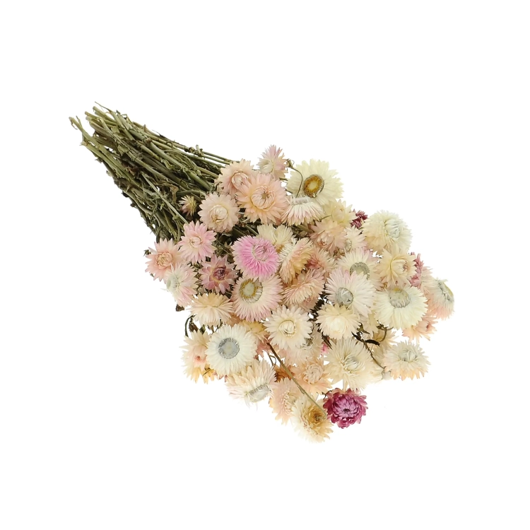 Dried flowers - light pink Helichrysum, Xerochrysum - bunch