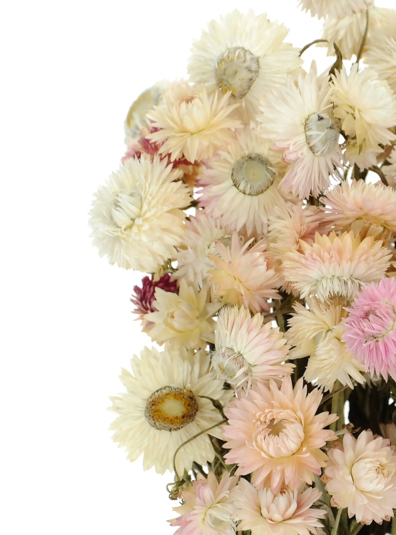 Dried flowers - light pink Helichrysum, Xerochrysum - bunch