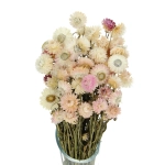 Dried flowers - light pink Helichrysum, Xerochrysum - bunch
